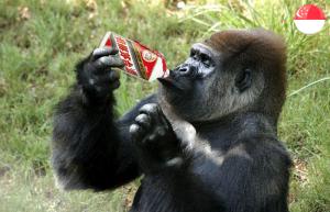 gorilla-drinking
